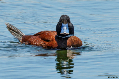 PATO ZAMBULLIDOR (Oxyura vittata) - (Macho) Laguna en Parque Miramar - CANELONES (Diciembre 2018)